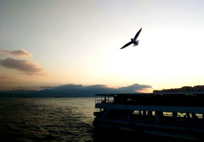 Seagull flying over sea against sky during sunset