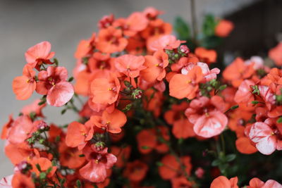 Close-up of flowers blooming outdoors