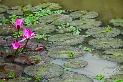 High angle view of lotus water lily in lake