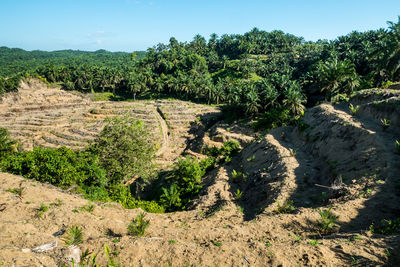 Plants growing on land against sky