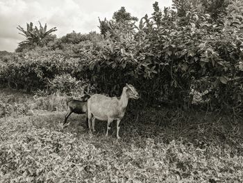 Sheep standing in a field