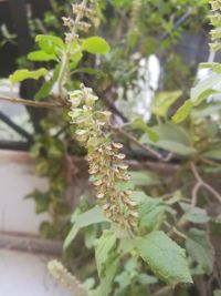 Close-up of fresh green plant