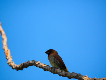 Low angle view of bird perching on branch against blue sky