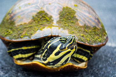 Close-up of turtle