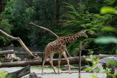 View of giraffe in forest