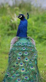 Close-up of peacock