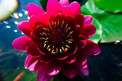 Close-up of pink rose flower