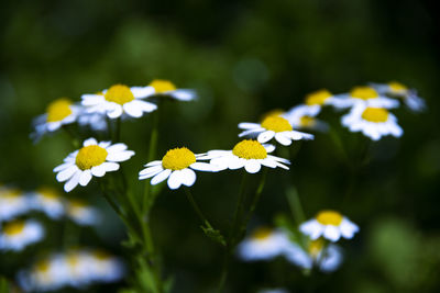 Close-up of white daisy flowers