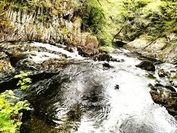 Stream flowing through forest