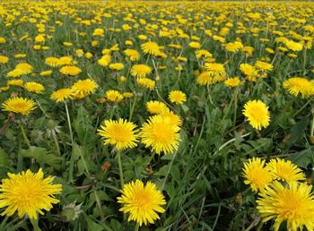 Close-up of yellow flowers on field