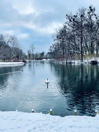 A swan swimming in lake during winter