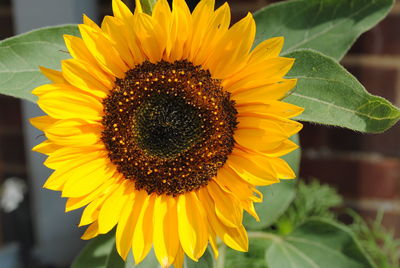 Close-up of sunflower