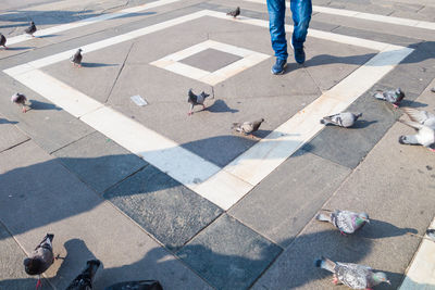 Low section of man by birds walking on footpath