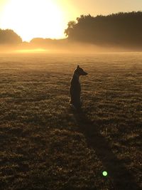 Silhouette dog on field at sunset