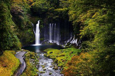 Scenic view of waterfall in forest