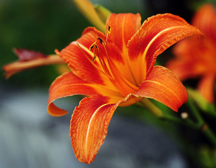 CLOSE-UP OF DAY LILY