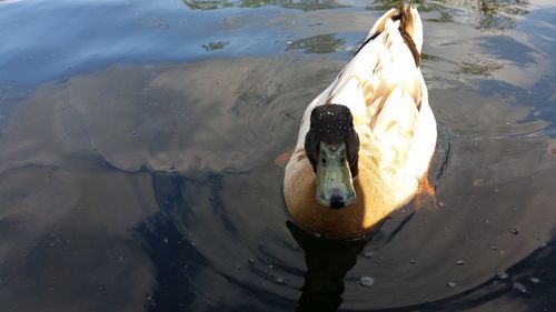 High angle view of swan in water