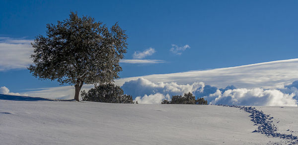 Trees on snow covered landscape against blue sky