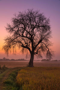 Silhouette tree on field against sky during sunset