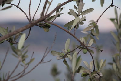 Close-up of flowering plant against sky