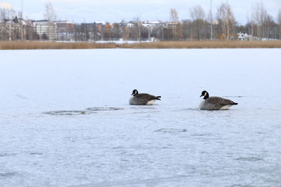 Ducks in lake during winter