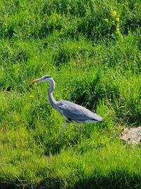 View of gray heron on field