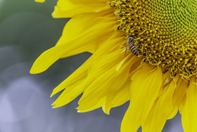 Close-up of yellow flowering plant