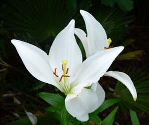 Close-up of white flowering plant