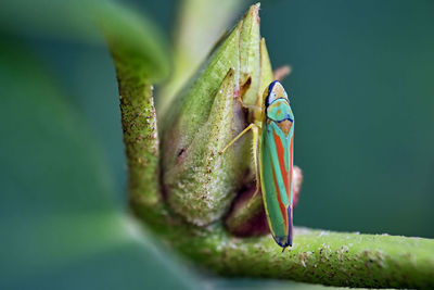 Close-up of insect on leaf