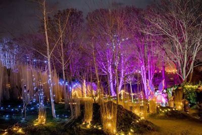 Illuminated trees in park at night