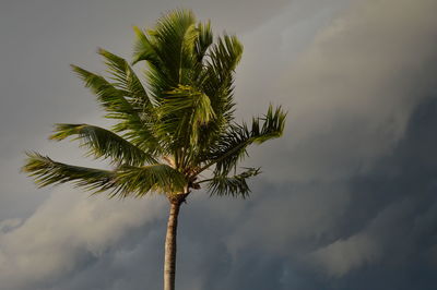 Low angle view of palm tree against sky