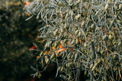 Close-up of olives growing on tree