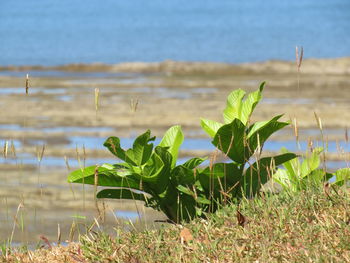 Close-up of plant on beach