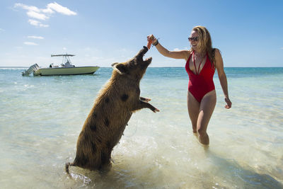 Cheerful young woman feeding carrot to pig at beach