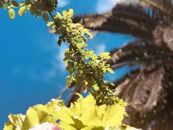 Low angle view of flowering plant against sky