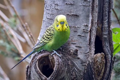 Close-up of parrot perching on tree