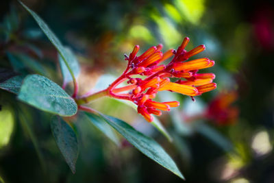 Close-up of red flowering plant