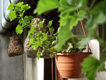 Close-up of potted plant