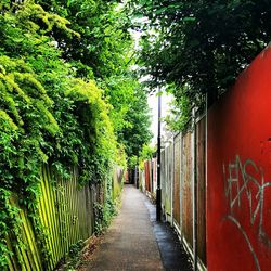 Narrow pathway along trees