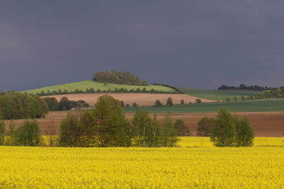Scenic view of field against sky