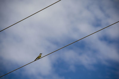 Low angle view of bird on cable against clouds