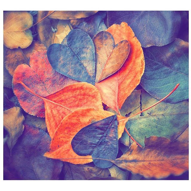 transfer print, auto post production filter, leaf, leaf vein, close-up, autumn, dry, natural pattern, nature, fragility, change, leaves, full frame, backgrounds, beauty in nature, outdoors, season, no people, day, high angle view