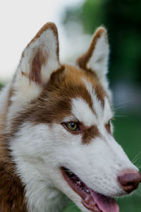 Close-up of dog looking away