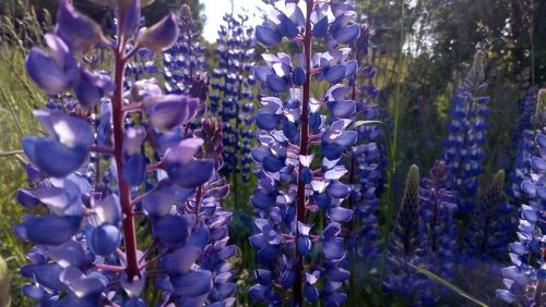 Close-up of purple flowers hanging on tree