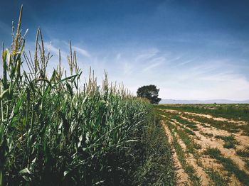 Scenic view of agricultural field against sky