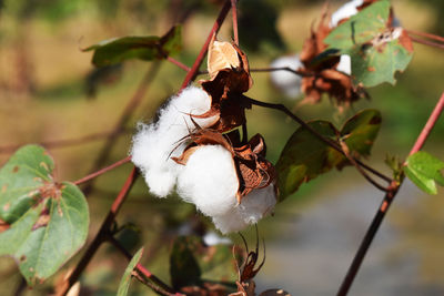 Close-up of wilted plant