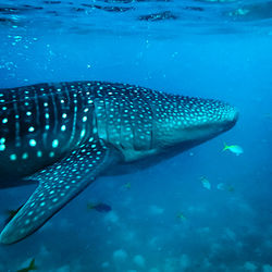 Fish swimming in sea