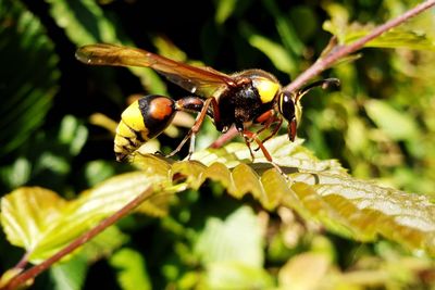 Close-up of insect on plant