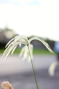 Close-up of water drop on plant