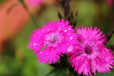 Close-up of pink flowers blooming outdoors